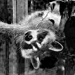 Photo of Laurel's raccoon, Daisy. Hey, Mr. Wildlife Officer, she lives OUTSIDE IN THE WOODS!